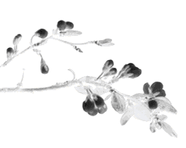 1536718636882243.gif 微信圖片_20180912101523.gif