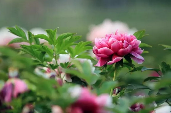 1556519207950348.png image.png