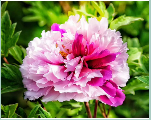 1556519498408503.png image.png