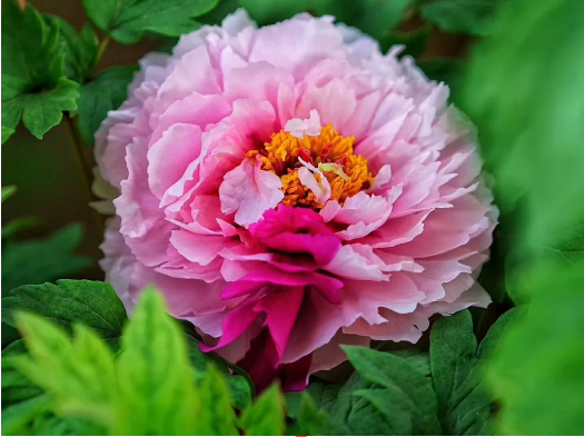 1556519752410042.png image.png