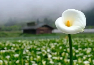 1563257893122325.png image.png