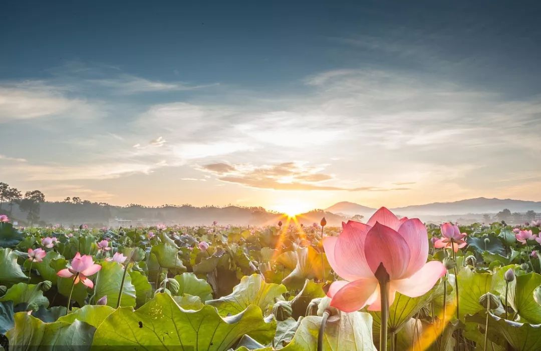 1626139826715901.jpg 1626139826715901.jpg