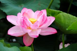 6.2--7心旅程：洛陽(yáng)第六期意象對(duì)話中級(jí)班（黃金級(jí)老師周爍方）